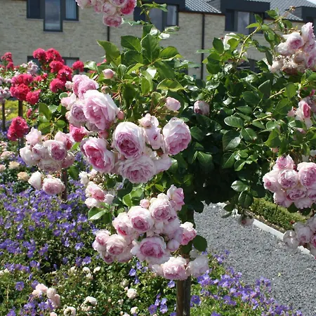La Vie En Roses Moorsel